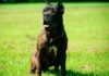 Where Did the Bandog Originate From? Its Price and How to Take Care of It?