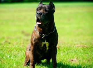 Where Did the Bandog Originate From? Its Price and How to Take Care of It?