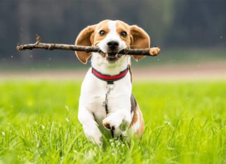 What is a Beagle Dog? Everything You Need to Know About the Beagle Breed.