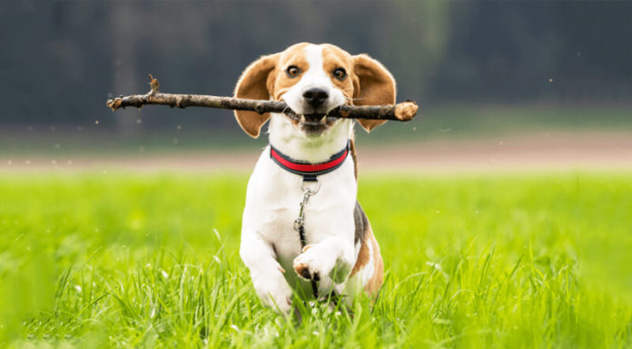 What is a Beagle Dog? Everything You Need to Know About the Beagle Breed.