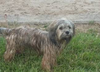 Skin Fungus in Dogs Causing Hair Loss: Understanding the Root Cause and Effective Treatments