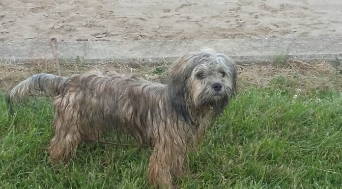 Skin Fungus in Dogs Causing Hair Loss: Understanding the Root Cause and Effective Treatments