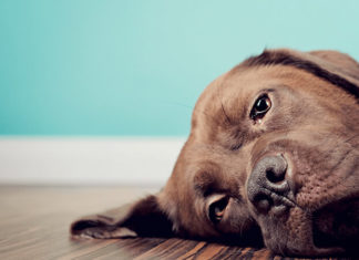 “Canine Gastroenteritis: Signs and Root-Cause Remedies”