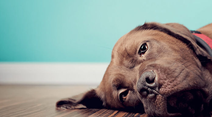 “Canine Gastroenteritis: Signs and Root-Cause Remedies”