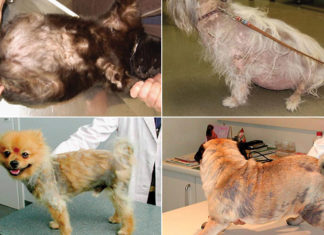 Canine Pyoderma: Understanding the Condition and Effective Treatment Options