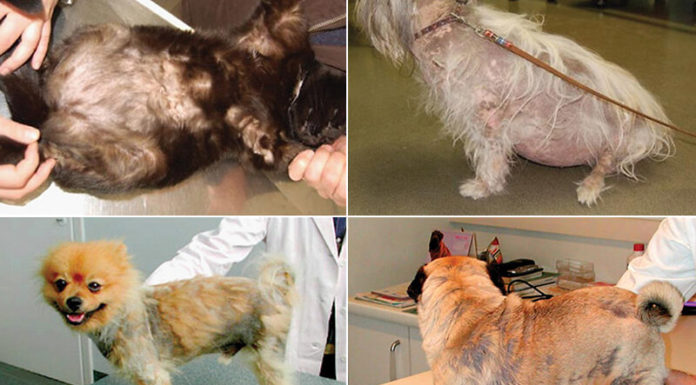 Canine Pyoderma: Understanding the Condition and Effective Treatment Options