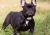 The French Bulldog: A Comprehensive Guide to Its History, Unique Traits, and Current Market Price