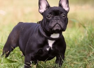 The French Bulldog: A Comprehensive Guide to Its History, Unique Traits, and Current Market Price