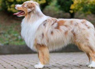 The Ultimate Guide to German Shepherds: History, Characteristics, Care, and Cost