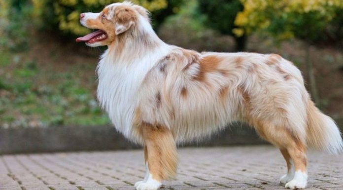 The Ultimate Guide to German Shepherds: History, Characteristics, Care, and Cost