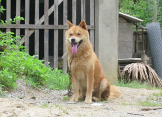 The Ultimate Guide to Grass Dogs: Origins, Traits, Care, and Costs