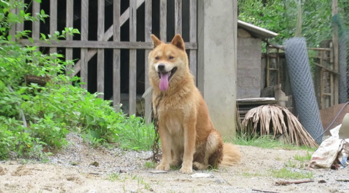 The Ultimate Guide to Grass Dogs: Origins, Traits, Care, and Costs