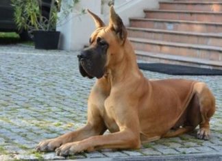The Gentle Giant: Unveiling the Great Dane’s World.
