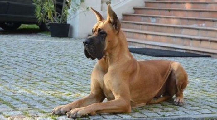 The Gentle Giant: Unveiling the Great Dane’s World.