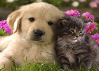 Which Pet is Smarter: Dogs or Cats? A Vet’s Perspective