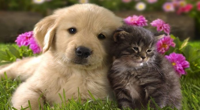 Which Pet is Smarter: Dogs or Cats? A Vet’s Perspective