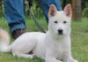 What is a Jindo Dog? Uncover the Unique Traits, Care, and Cost of this Canine Companion.