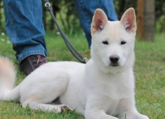 What is a Jindo Dog? Uncover the Unique Traits, Care, and Cost of this Canine Companion.