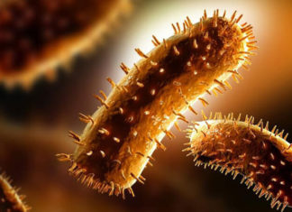 How Long Can Rabid Dogs and Cats Survive?