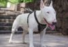 The Ultimate Guide to Bull Terriers: Origins, Traits, Care, and Cost