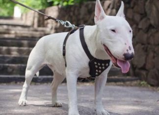 The Ultimate Guide to Bull Terriers: Origins, Traits, Care, and Cost