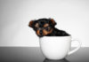 What are Teacup Dogs? Origin, Characteristics, Care, and Price.