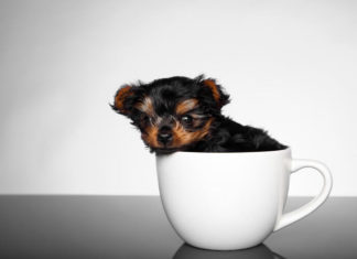 What are Teacup Dogs? Origin, Characteristics, Care, and Price.