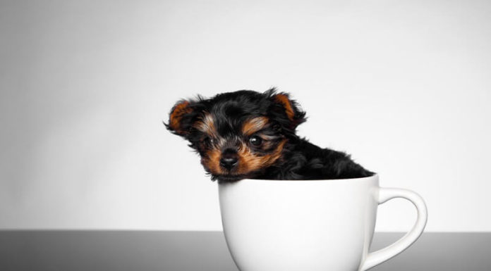 What are Teacup Dogs? Origin, Characteristics, Care, and Price.