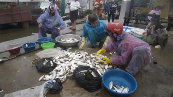 Why Do Fish Sellers Often Use Black Bags? A Simple Yet Uncommon Practice.