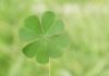 What is a Four-Leaf Clover? Its Meanings in Feng Shui and Love