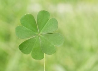 What is a Four-Leaf Clover? Its Meanings in Feng Shui and Love