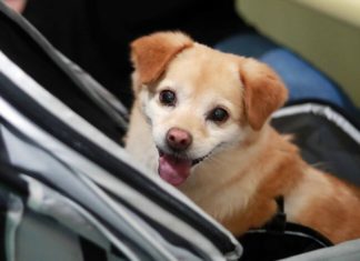 Can I Take My Pet on a Plane? Know the Rules