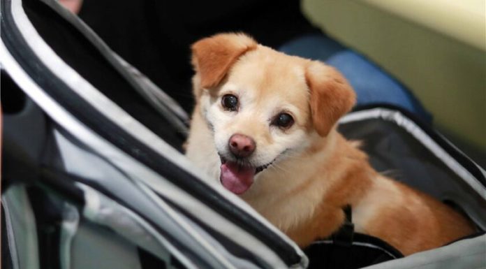 Can I Take My Pet on a Plane? Know the Rules