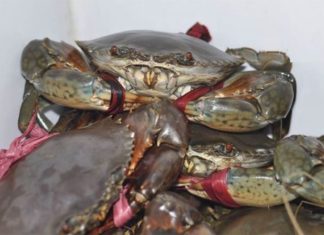 The Ultimate Guide to Crab Cleaning: Tips from a Seafood Connoisseur