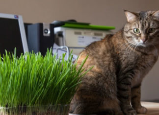 What is Catnip and What Does it Do?