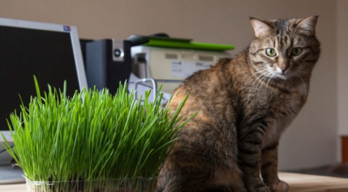 What is Catnip and What Does it Do?