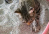 Should You Use Cat Litter? A Guide to Effective Cat Litter Usage