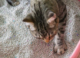 Should You Use Cat Litter? A Guide to Effective Cat Litter Usage