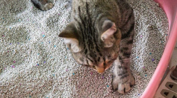 Should You Use Cat Litter? A Guide to Effective Cat Litter Usage