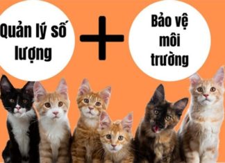 Should You Get Your Cat Spayed or Neutered? Benefits and Risks Explained.