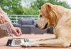Have You Been Unknowingly Breaking These Dog Care Taboos?