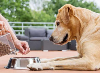 Have You Been Unknowingly Breaking These Dog Care Taboos?