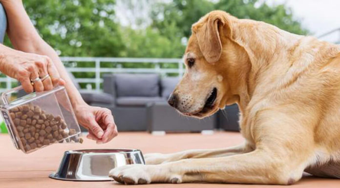 Have You Been Unknowingly Breaking These Dog Care Taboos?