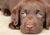 Do Dogs Have Chromatic Vision? Understanding Canine Color Perception.