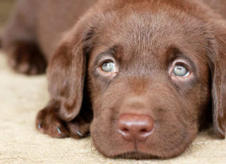 Do Dogs Have Chromatic Vision? Understanding Canine Color Perception.