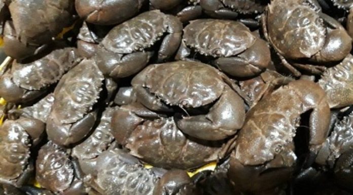 The Culinary Majesty of Quang Ninh: A Sensational Feast for Royalty and Commoner Alike.