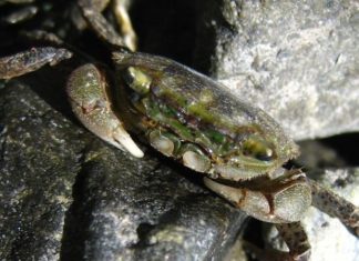 What is a Mud Crab? Delicious Dishes Featuring This Crustacean.