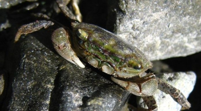 What is a Mud Crab? Delicious Dishes Featuring This Crustacean.