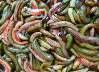 What are Sea Slugs? A Delicacy from the Oceans, Prepared with a Twist.