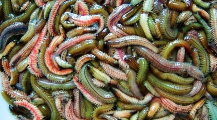 What are Sea Slugs? A Delicacy from the Oceans, Prepared with a Twist.